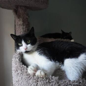Rumble 2 -  Domestic Short Hair Cat for Adoption - Rumble 2 | PetCurious
