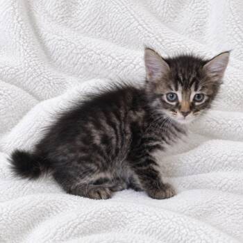 Skye -  Domestic Short Hair Cat for Adoption in Tucson, Arizona - Skye | PetCurious
