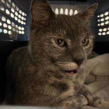 Nana Babushka -  Domestic Short Hair Cat for Adoption in York, Pennsylvania - Nana Babushka | PetCurious