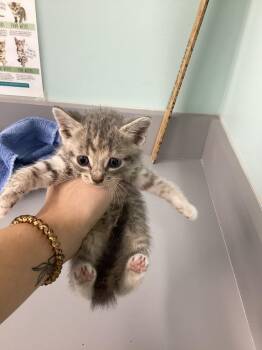 Bridie -  Domestic Short Hair Cat for Adoption in Athens, Tennessee - Bridie | PetCurious