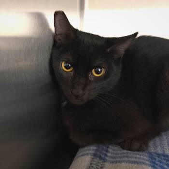 Cocoa -  Domestic Short Hair Cat for Adoption in Las Vegas, Nevada - Cocoa | PetCurious