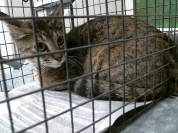 Domestic Short Hair Cats Available for Adoption in Houston, Texas - ALLIUM | PetCurious