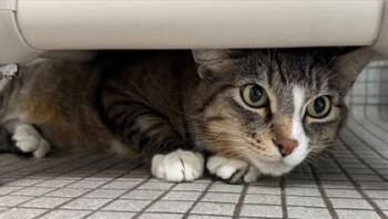 Neko -  Domestic Short Hair Cat for Adoption in Bellevue, Washington - Neko | PetCurious