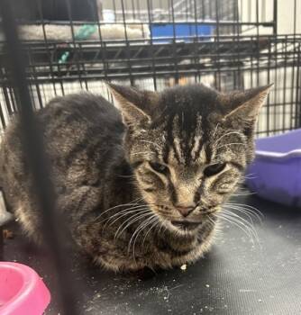 Rescue Domestic Short Hair Cats for Adoption in Anderson, Indiana - Cecil | PetCurious