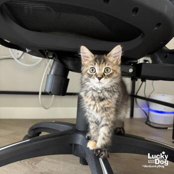 Brooks -  Domestic Medium Hair Cat for Adoption in Washington, District Of Columbia - Brooks | PetCurious