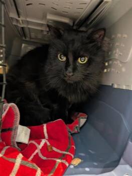 Domestic Long Hair and Domestic Short Hair Cats Available for Adoption in Montreal, Quebec - Sonic | PetCurious