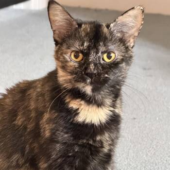 Marmalade -  Domestic Short Hair Cat for Adoption in Granville, Ohio - Marmalade | PetCurious