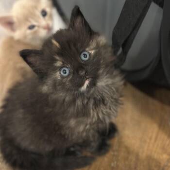 Moonie -  Domestic Long Hair Cat for Adoption in Roswell, Georgia - Moonie | PetCurious