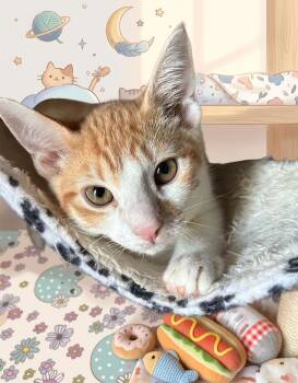 ColbyjackQ -  Tabby and Domestic Short Hair Cat for Adoption in North Highlands, California - ColbyjackQ | PetCurious