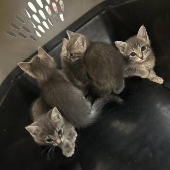 Jinx -  Domestic Short Hair Cat for Adoption in Philadelphia, Pennsylvania - Jinx | PetCurious