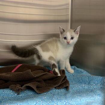 Gremlin -  Siamese Cat for Adoption in Morganton, North Carolina - Gremlin | PetCurious