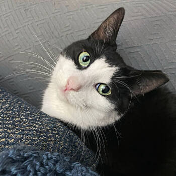 Rescue Domestic Short Hair Cats for Adoption in Mount Laurel Township, New Jersey - Ichabod TCC | PetCurious