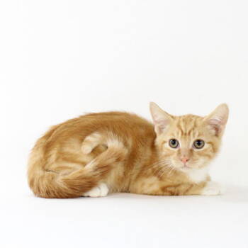 Rescue Domestic Short Hair Cats for Adoption in Florence, Arizona - Canny | PetCurious