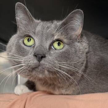 Sadie -  Domestic Short Hair and Mixed Breed Cat for Adoption in Kennebunk, Maine - Sadie | PetCurious