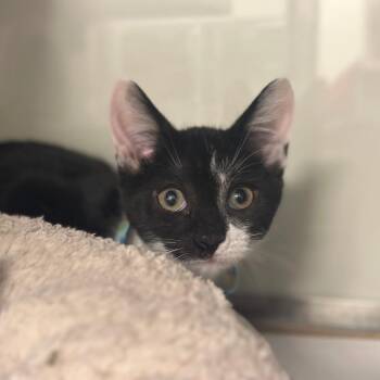 WV2393 Rumbo -  Domestic Short Hair Cat for Adoption in Port Washington, New York - WV2393 Rumbo | PetCurious