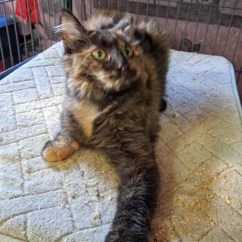 1026-40 Arabella -  Domestic Long Hair Cat for Adoption in Abingdon, Maryland - 1026-40 Arabella | PetCurious