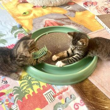 Madison 2 -  Domestic Short Hair Cat for Adoption in Baltimore, Maryland - Madison 2 | PetCurious