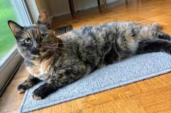 Paprika -  Tortoiseshell Cat for Adoption in Creve Coeur, Missouri - Paprika | PetCurious