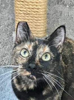 Rescue Domestic Short Hair Cats for Adoption in Port Orange, Florida - Misty (Sweet Girl) *VIDEO* | PetCurious