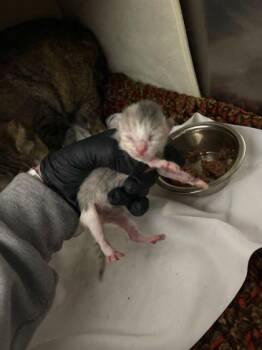 Sour Cream -  Domestic Short Hair Cat for Adoption in Sevierville, Tennessee - Sour Cream | PetCurious