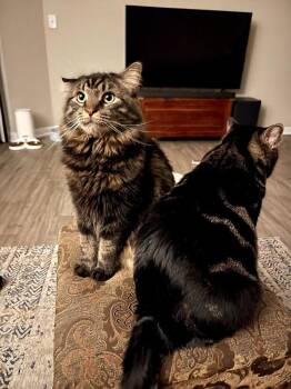 Gucci -  Maine Coon and Domestic Long Hair Cat for Adoption in West Palm Beach, Florida - Gucci | PetCurious