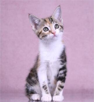 Cupcake -  Torbie and Tabby Cat for Adoption in Tuscaloosa, Alabama - Cupcake | PetCurious