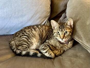 Millie -  Tabby Cat for Adoption in Greenwich Township, New Jersey - Millie | PetCurious