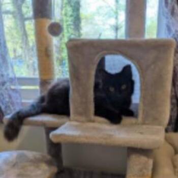 Domestic Medium Hair Cats Available for Adoption in Atlanta, Georgia - Gomez Caddams | PetCurious