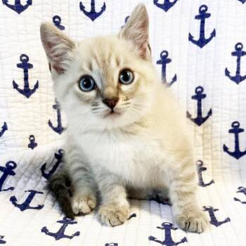 Pontoon -  Domestic Short Hair Cat for Adoption in Mt. Juliet, Tennessee - Pontoon | PetCurious