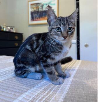 Frito -  Domestic Short Hair Cat for Adoption in Long Beach, California - Frito | PetCurious