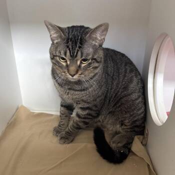 Tabby -  Domestic Short Hair Cat for Adoption in Jupiter, Florida - Tabby | PetCurious