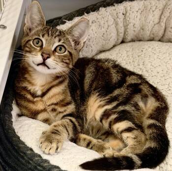 Rio -  Bengal and Tabby Cat for Adoption in Fort Lauderdale, Florida - Rio | PetCurious