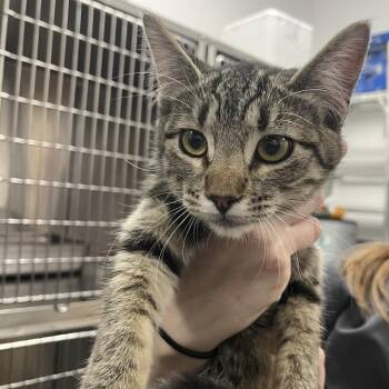 Celeste -  Domestic Short Hair Cat for Adoption in Idaho Falls, Idaho - Celeste | PetCurious