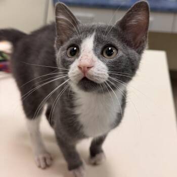 Domestic Short Hair Cats Available for Adoption in Lynchburg, Virginia - Horace | PetCurious