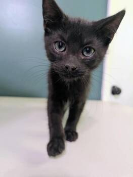 Bender -  Domestic Short Hair Cat for Adoption in Augusta, Georgia - Bender | PetCurious