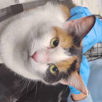 Rescue Domestic Short Hair Cats for Adoption in Summerville, South Carolina - Rylo | PetCurious