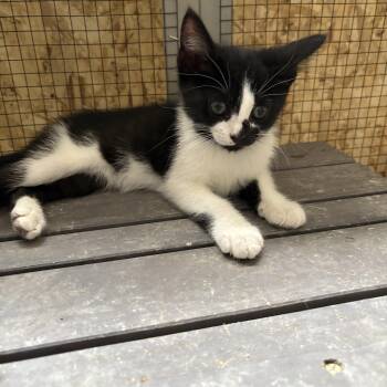 Rescue Domestic Short Hair Cats for Adoption in Jacksonville, Florida - Piper =^.^= | PetCurious