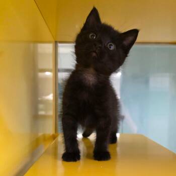 Domestic Medium Hair Cats Available for Adoption in Abilene, Texas - Astrophage | PetCurious