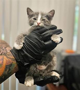 Rescue Domestic Short Hair Cats for Adoption in Nashville, Tennessee - Axel | PetCurious