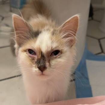 Zucchini -  Domestic Medium Hair Cat for Adoption in Greensboro, North Carolina - Zucchini | PetCurious