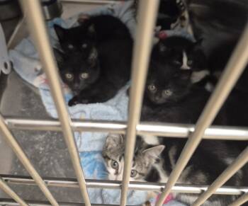 Rescue Domestic Short Hair Cats for Adoption in Decatur, Illinois - COSTELLO | PetCurious