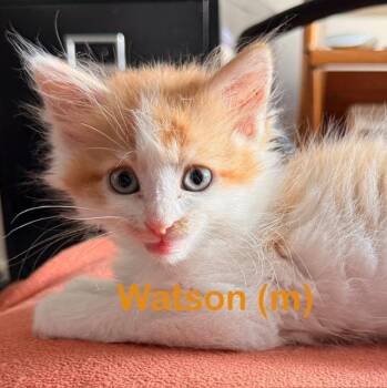 WATSON Kitten -  Domestic Medium Hair Cat Available for Adoption in New Bern, North Carolina - WATSON Kitten | PetCurious