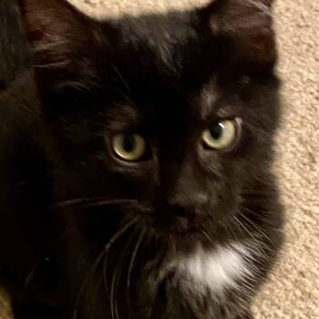 Rescue Domestic Short Hair Cats for Adoption in Fishers, Indiana - Waylon | PetCurious