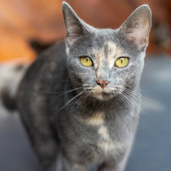 Rescue Domestic Short Hair Cats for Adoption in Des Moines, Iowa - Neffi | PetCurious