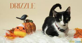 Drizzle -  Domestic Short Hair Cat for Adoption in Fairhope, Alabama - Drizzle | PetCurious