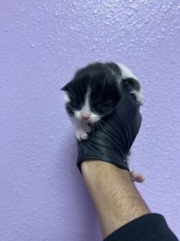 61397745 -  Domestic Short Hair Cat for Adoption in El Paso, Texas - 61397745 | PetCurious