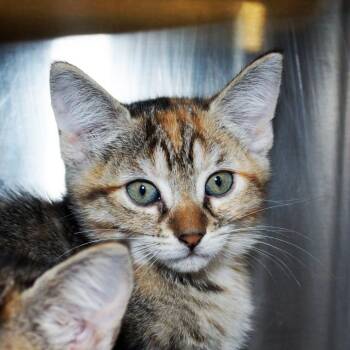 Cortadita -  Domestic Short Hair Cat for Adoption in West Palm Beach, Florida - Cortadita | PetCurious