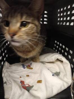 Domestic Short Hair Cats Available for Adoption in Pierceton, Indiana - Phoebe | PetCurious