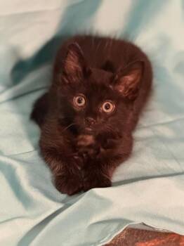 Hollander -  Domestic Short Hair Cat for Adoption in Oceanside, California - Hollander | PetCurious