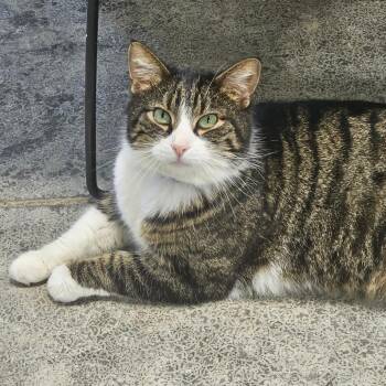 Boris -  Domestic Short Hair Cat for Adoption in Corydon, Indiana - Boris | PetCurious